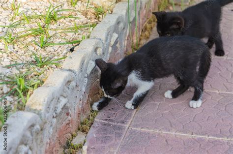 Beautiful kittens playing together and each with himself Stock Photo ...