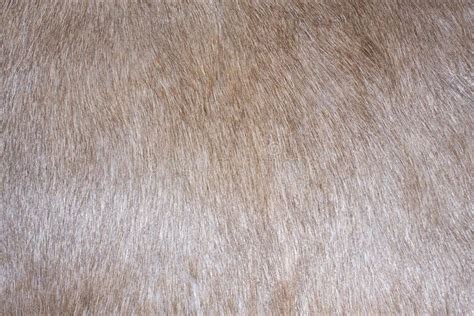 Fur texture. Close-up of reindeer fur for texture or backgroud , #ad, #Close, #texture, #Fur, # ...