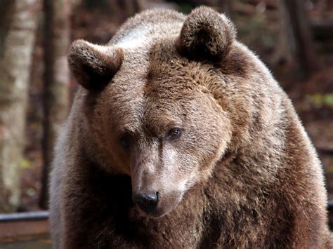 Syrian Brown Bear (Grizzly) at GarLyn Zoo Wildlife Park