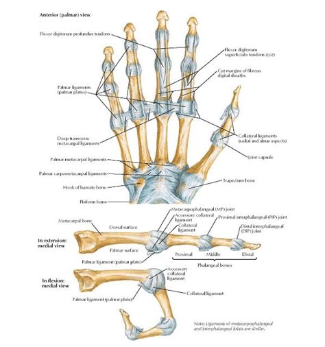 Metacarpophalangeal and Interphalangeal Ligaments Anatomy Pisiform bone ...