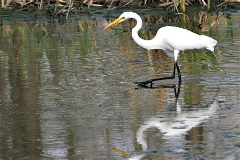 Explore the Atchafalaya National Heritage Area - RVing with Rex