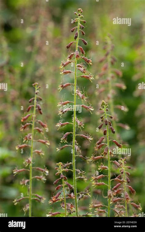 Piggyback plant (Tolmiea menziesii) flowers Stock Photo - Alamy