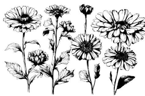 Premium Vector | Sketch marigold flower draw vintage style black and white clip art isolated on ...