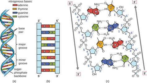 Dna Structure Labeled Hydrogen Bonds | www.pixshark.com - Images Galleries With A Bite!