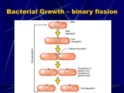 PPT - Bacterial Growth PowerPoint Presentation, free download - ID:605480