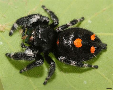 Phidippus audax - Wikipedia