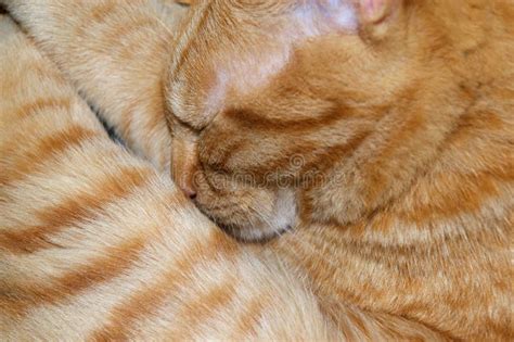 Orange tabby cat stock image. Image of lazy, portrait - 70308977