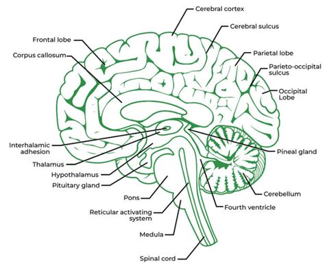 Labeled Inside Brain Model