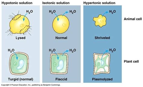 Pin by Nandini on Biology | Animal cell, Plant cell, Nursing school survival