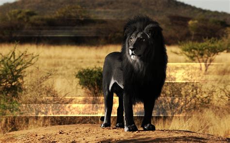 animals, Lion, Black, Melanism Wallpapers HD / Desktop and Mobile ...