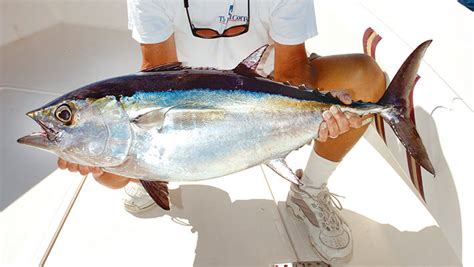 High Flying Tuna - Coastal Angler & The Angler Magazine