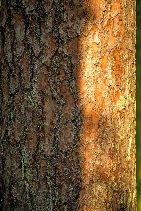 Scots Pine, Bark of the Tree Stock Photo - Image of sunny, natural ...