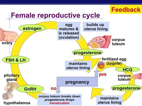 Hormones & Reproduction