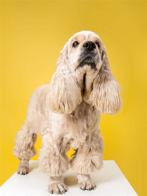 Cocker Spaniel Grooming Techniques: Mastering the Perfect Cocker Cut