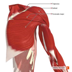 Deltoid - Physiopedia