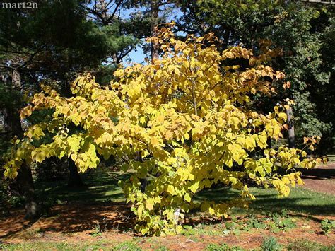 Striped Maple - Acer pensylvanicum - North American Insects & Spiders