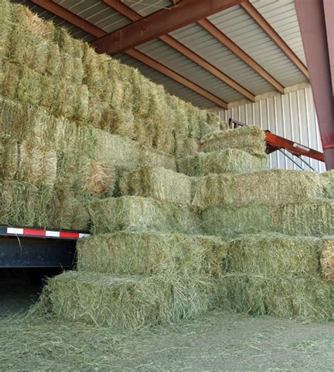 Premium, Nutrionally Rich Hay | Consistent Quality | Square & Round Bales