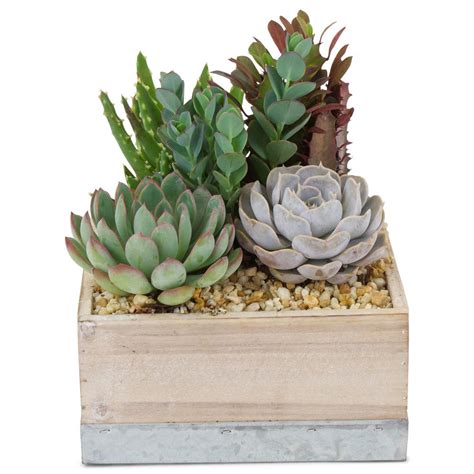 Pure Beauty Farms Succulent in Wood Box Combo Succulent Box (1-Plant)-DC8SUCCWOOD1 - The Home Depot