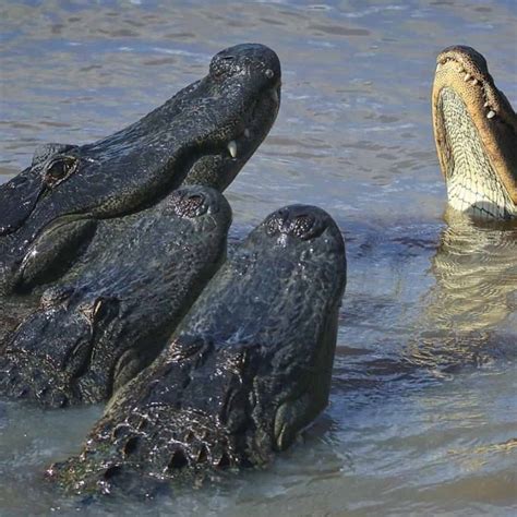 Gator Park Admission - TripShock!