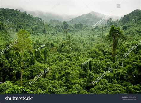 80,332 Forest vietnam Images, Stock Photos & Vectors | Shutterstock