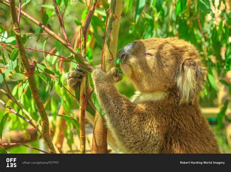 Portrait of adult koala bear eating eucalyptus leaves at Phillip Island in Victoria, Australia ...