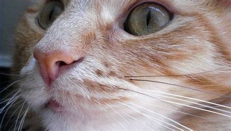 How to Know If Your Cat Has Fleas | Animals - mom.me