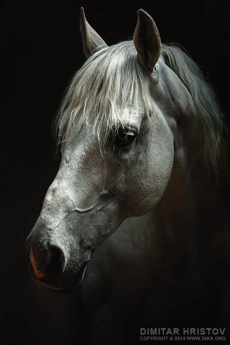 White horse portrait – Horse head - 54ka [photo blog]