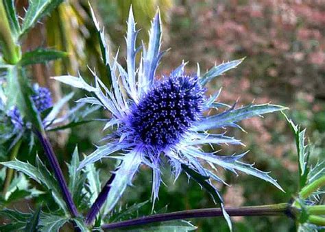 Blue Sea Holly 25 seeds great cut flower dried flower | Etsy