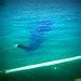 Butanding/Whale Shark (Donsol, Sorsogon) | Flickr - Photo Sharing!