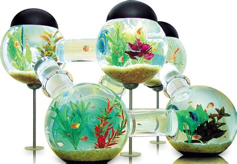 The age of aquariums: The £3,900 fish tank | Daily Mail Online