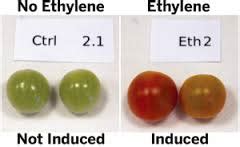 tomate - MasScience