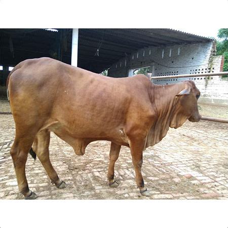 Pure Sahiwal Cow Breed Supplier, Wholesale, Trader In Karnal, India