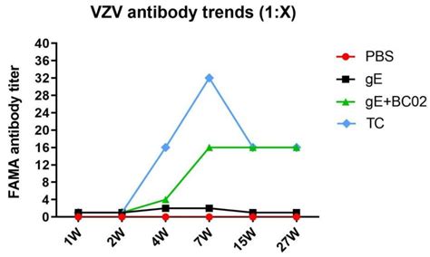 Vaccines | Free Full-Text | Enhanced Potency and Persistence of Immunity to Varicella-Zoster ...