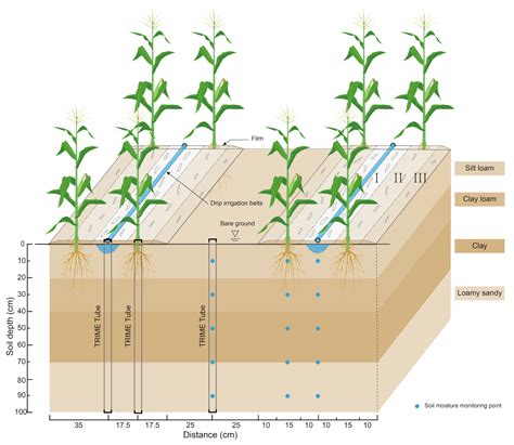 Plants | Free Full-Text | Infiltration and Water Use Efficiency of ...