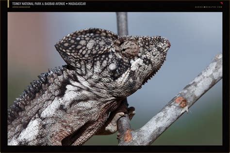 Madagascar chameleon www.reoutov.com | Madagascar, National parks, Animals