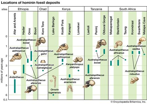 What Is The Striking Similarity Between Australopithecus And Modern Humans?