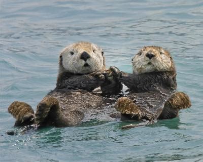 Back from the brink: RI author McLeish explores 'Return of the Sea Otter' in latest book | Arts ...