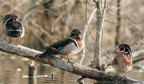 Texas Storms of Wood Ducks - Wildfowl