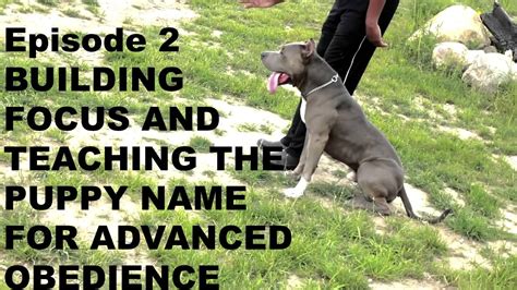 pitbull puppy training techniques - keller-isd-intermediate-schools