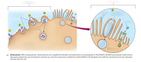 Types of cytosis: diagram Diagram | Quizlet