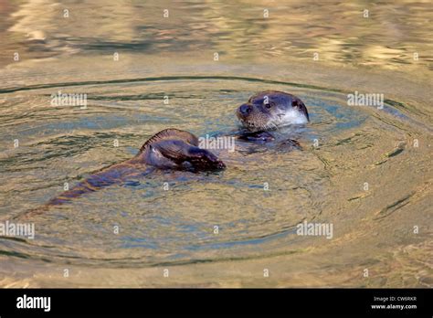 European river otter, European Otter, Eurasian Otter (Lutra lutra ...