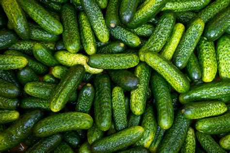 Gherkins: Pickled Cucumbers With a Fancy Name – Recette Magazine