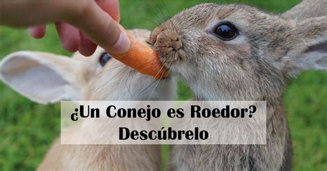 ¿Un Conejo es Roedor? Descúbrelo - Centro Clínico Veterinario Zaragoza