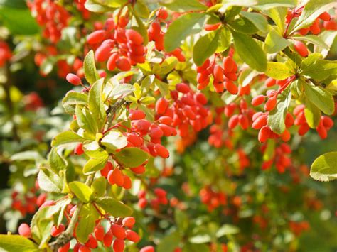 Barberry - Care, Growing, Watering, Flowering, Propagation - Plant Index