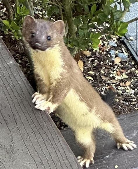 Stoat vs long tailed weasel. Which is it? : r/animalid