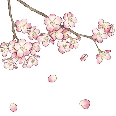 Pink Cherry Blossoms PNG Image, Gradient Pink Cherry Blossom, Cherry Blossoms, Flowers, Petal ...