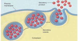 Secretory Vesicles- Definition, Structure, Functions and Diagram