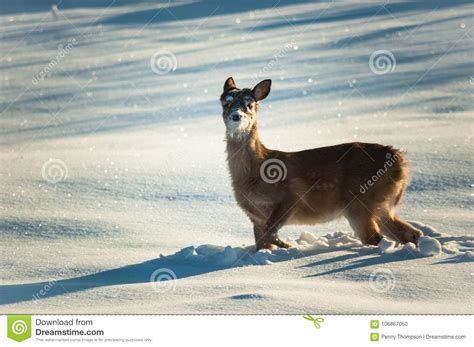 Sweet baby deer in snow stock photo. Image of fawn, sunshine - 106867050