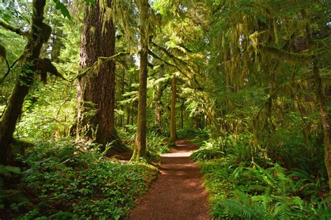 Lake Quinault and the Quinault Rain Forest - Olympic Peninsula WA