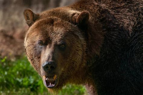 Grizzly Bear Teeth: Everything You've Ever Wanted To Know - A-Z Animals